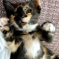 Tekir Kedi, Kedi  Şibit fotoğrafı