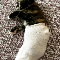 Tekir Kedi, Kedi  Şibit fotoğrafı