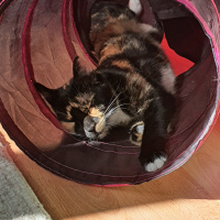 Tekir Kedi, Kedi  Şibit fotoğrafı