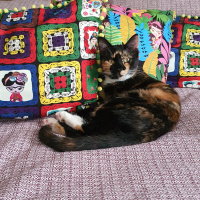 Tekir Kedi, Kedi  Şibit fotoğrafı