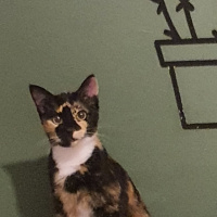 Tekir Kedi, Kedi  Şibit fotoğrafı