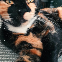 Tekir Kedi, Kedi  Şibit fotoğrafı