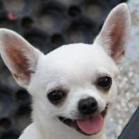 Chihuahua, Köpek  Sushi fotoğrafı