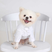 Chihuahua, Köpek  Sushi fotoğrafı