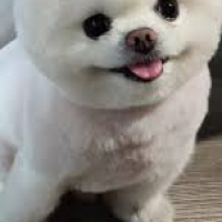 Chihuahua, Köpek  Sushi fotoğrafı