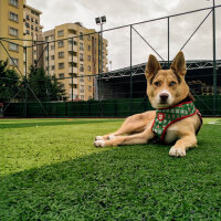 Sibirya Kurdu (Husky), Köpek  Arya fotoğrafı