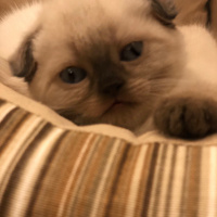 Scottish Fold, Kedi  Puffy fotoğrafı