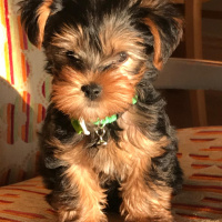 Yorkshire Terrier, Köpek  Pafi fotoğrafı