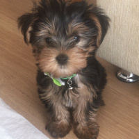Yorkshire Terrier, Köpek  Pafi fotoğrafı