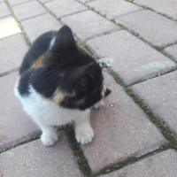 Tekir Kedi, Kedi  Pati fotoğrafı