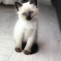 Siyam Kedisi, Kedi  Oscar fotoğrafı