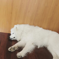 Samoyed, Köpek  Lora fotoğrafı