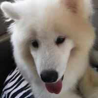 Samoyed, Köpek  Lora fotoğrafı