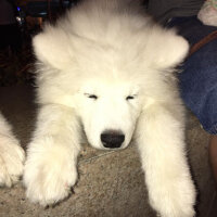 Samoyed, Köpek  Lora fotoğrafı