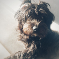 Yorkshire Terrier, Köpek  Cookie fotoğrafı