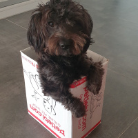 Yorkshire Terrier, Köpek  Cookie fotoğrafı
