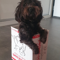 Yorkshire Terrier, Köpek  Cookie fotoğrafı