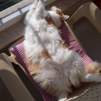 Sarman, Kedi  Azman fotoğrafı