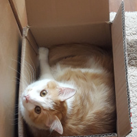 Sarman, Kedi  Azman fotoğrafı