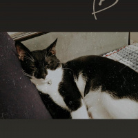 Tuxedo (Smokin) Kedi, Kedi  Prens fotoğrafı