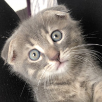 Scottish Fold, Kedi  Paşa fotoğrafı