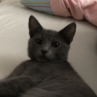 Mavi Rus, Kedi  Gölge fotoğrafı