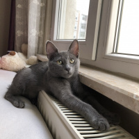 Mavi Rus, Kedi  Gölge fotoğrafı