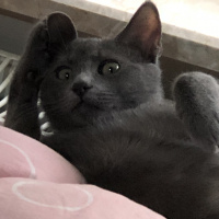 Mavi Rus, Kedi  Gölge fotoğrafı