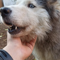 Sibirya Kurdu (Husky), Köpek  Mars fotoğrafı