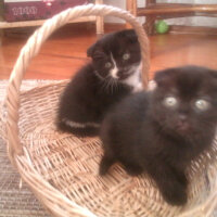 Scottish Fold, Kedi  Lili fotoğrafı