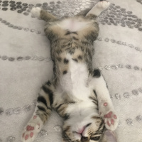 Tekir Kedi, Kedi  Mırmırsu fotoğrafı
