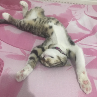 Tekir Kedi, Kedi  Mırmırsu fotoğrafı