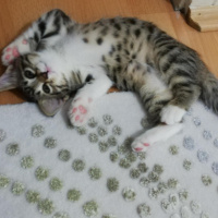 Tekir Kedi, Kedi  Mırmırsu fotoğrafı