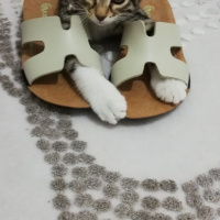 Tekir Kedi, Kedi  Mırmırsu fotoğrafı