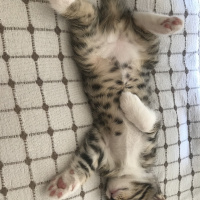 Tekir Kedi, Kedi  Mırmırsu fotoğrafı