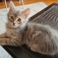 Tekir Kedi, Kedi  Miniş fotoğrafı