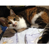 Tekir Kedi, Kedi  Eyşan fotoğrafı