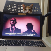 Tekir Kedi, Kedi  Eyşan fotoğrafı