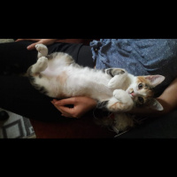 Tekir Kedi, Kedi  Eyşan fotoğrafı