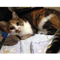 Tekir Kedi, Kedi  Eyşan fotoğrafı