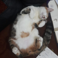 Tekir Kedi, Kedi  Eyşan fotoğrafı
