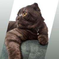 Scottish Fold, Kedi  Mika fotoğrafı