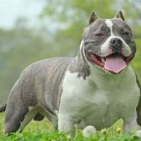 Amerikan Pitbull Terrier, Köpek  alex fotoğrafı