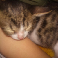 Tekir Kedi, Kedi  ACİLL? MİNİK POFİYE YUVA ARIYORUZ fotoğrafı