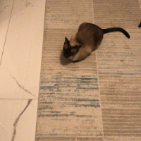 Siyam Kedisi, Kedi  Yumi fotoğrafı