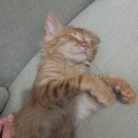 Sarman, Kedi  Artemis fotoğrafı