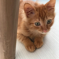 Sarman, Kedi  Artemis fotoğrafı