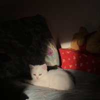 British Shorthair, Kedi  AdsıZ fotoğrafı