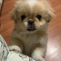 Pekingese, Köpek  Venüs fotoğrafı
