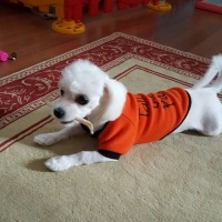 Maltese, Köpek  LIKYA fotoğrafı